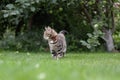 Tabby grey young adult domestic cat walking in grass