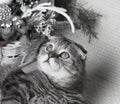 Tabby and happy cat. Christmas season 2017, new year, holidays and celebration Royalty Free Stock Photo