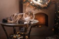 Tabby and happy cat. Christmas season 2017, new year Royalty Free Stock Photo