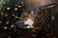 Tabby and happy cat. Christmas season 2017, new year Royalty Free Stock Photo