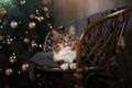 Tabby and happy cat. Christmas season 2017, new year Royalty Free Stock Photo