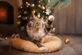 Tabby and happy cat. Christmas season 2017, new year, holidays and celebration Royalty Free Stock Photo