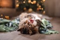 Tabby and happy cat. Christmas season 2017, new year, holidays and celebration Royalty Free Stock Photo