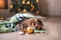 Tabby and happy cat. Christmas season 2017, new year, holidays and celebration Royalty Free Stock Photo