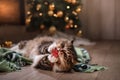 Tabby and happy cat. Christmas season 2017, new year, holidays and celebration Royalty Free Stock Photo