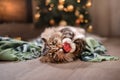 Tabby and happy cat. Christmas season 2017, new year, holidays and celebration Royalty Free Stock Photo