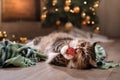 Tabby and happy cat. Christmas season 2017, new year, holidays and celebration Royalty Free Stock Photo