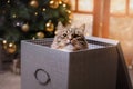 Tabby and happy cat. Christmas season 2017, new year Royalty Free Stock Photo