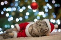 Tabby and the happy cat. Christmas season 2018, new year, holidays and holidays Royalty Free Stock Photo
