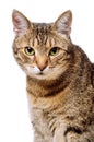 Tabby home adult cat Isolated. Pet, animal