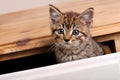 Tabby Kitten