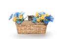 Tabby kitten in basket with flowers Royalty Free Stock Photo