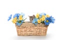 Tabby kitten in basket with flowers Royalty Free Stock Photo