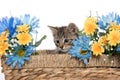 Tabby kitten in basket with flowers Royalty Free Stock Photo