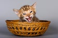 Tabby kitten Bengal cat meows Royalty Free Stock Photo