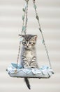 Tabby kitten in a birdfeeder Royalty Free Stock Photo