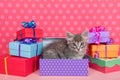 Tabby kitten in birthday presents