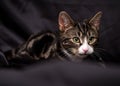 Tabby Kitten on Black Silk Royalty Free Stock Photo