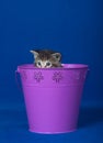 Tabby kitten in bucket Royalty Free Stock Photo