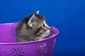 Tabby kitten in bucket Royalty Free Stock Photo