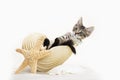 Tabby kitten in conch shell, vacation travel, luxury Royalty Free Stock Photo