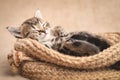 Tabby kitten cute sleeping in a wicker basket Royalty Free Stock Photo