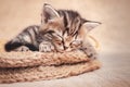 Tabby kitten cute sleeping in a wicker basket of wool Royalty Free Stock Photo