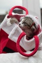 Tabby kitten dressed in a santa costume inside a bag