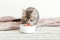 Tabby kitten eating food from white bowl on wooden floor. Baby cat eat junior food. Portrait of kitten while eating Royalty Free Stock Photo