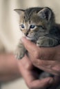 Tabby kitten in hands Royalty Free Stock Photo