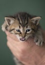 Tabby kitten in hands Royalty Free Stock Photo