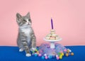 Tabby kitten Happy Birthday donut cake party Royalty Free Stock Photo