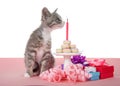 Tabby kitten Happy Birthday donut cake party Royalty Free Stock Photo