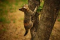 Tabby kitten hunt on a tree. Portrait of an domestic cat Royalty Free Stock Photo