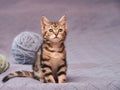 Tabby kitten indoors sitting on bed cover looking attentively with copy space Royalty Free Stock Photo