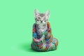 Gray tabby kitten sitting Inside colorful green striped snow hat Royalty Free Stock Photo