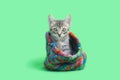 Gray tabby kitten sitting Inside colorful green striped snow hat Royalty Free Stock Photo