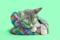 Sleeping Gray tabby kitten laying in a colorful green striped snow hat Royalty Free Stock Photo