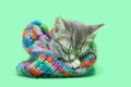 Sleeping Gray tabby kitten staying warm in a colorful green striped snow hat Royalty Free Stock Photo