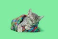 Kitten sleeping Inside colorful green hat