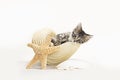 Tabby kitten inside a large conch shell with starfish and beach sand Royalty Free Stock Photo