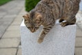 Tabby kitten jumping from flower pot