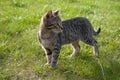 Tabby kitten on the lawn Royalty Free Stock Photo