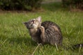 Tabby kitten on the lawn Royalty Free Stock Photo