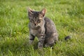 Tabby kitten on the lawn Royalty Free Stock Photo