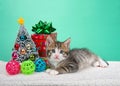 Tabby kitten laying next to tiny Christmas tree