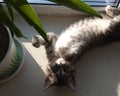 Tabby kitten lies on its back and plays with flower leaves