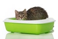 Tabby kitten in a litter box