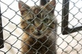 Tabby kitten looking out from behind the bars of his cage