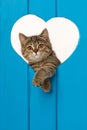 Tabby kitten looking out of a heart Royalty Free Stock Photo